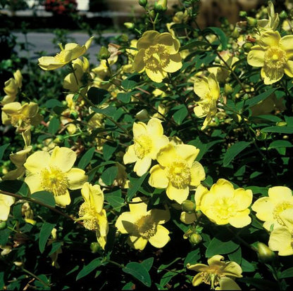 Hypericum Hidcote – Großblumiges Johanniskraut – 6 Pflanzen Ø9cm – Höhe 10–25cm – Immergrüner Strauch mit gelben Blüten – Pflegeleicht, winterhart & bienenfreundlich 