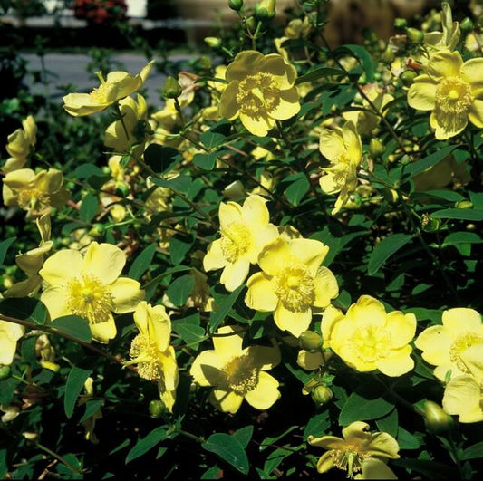 Hypericum Hidcote – Großblumiges Johanniskraut – 6 Pflanzen Ø9cm – Höhe 10–25cm – Immergrüner Strauch mit gelben Blüten – Pflegeleicht, winterhart & bienenfreundlich 