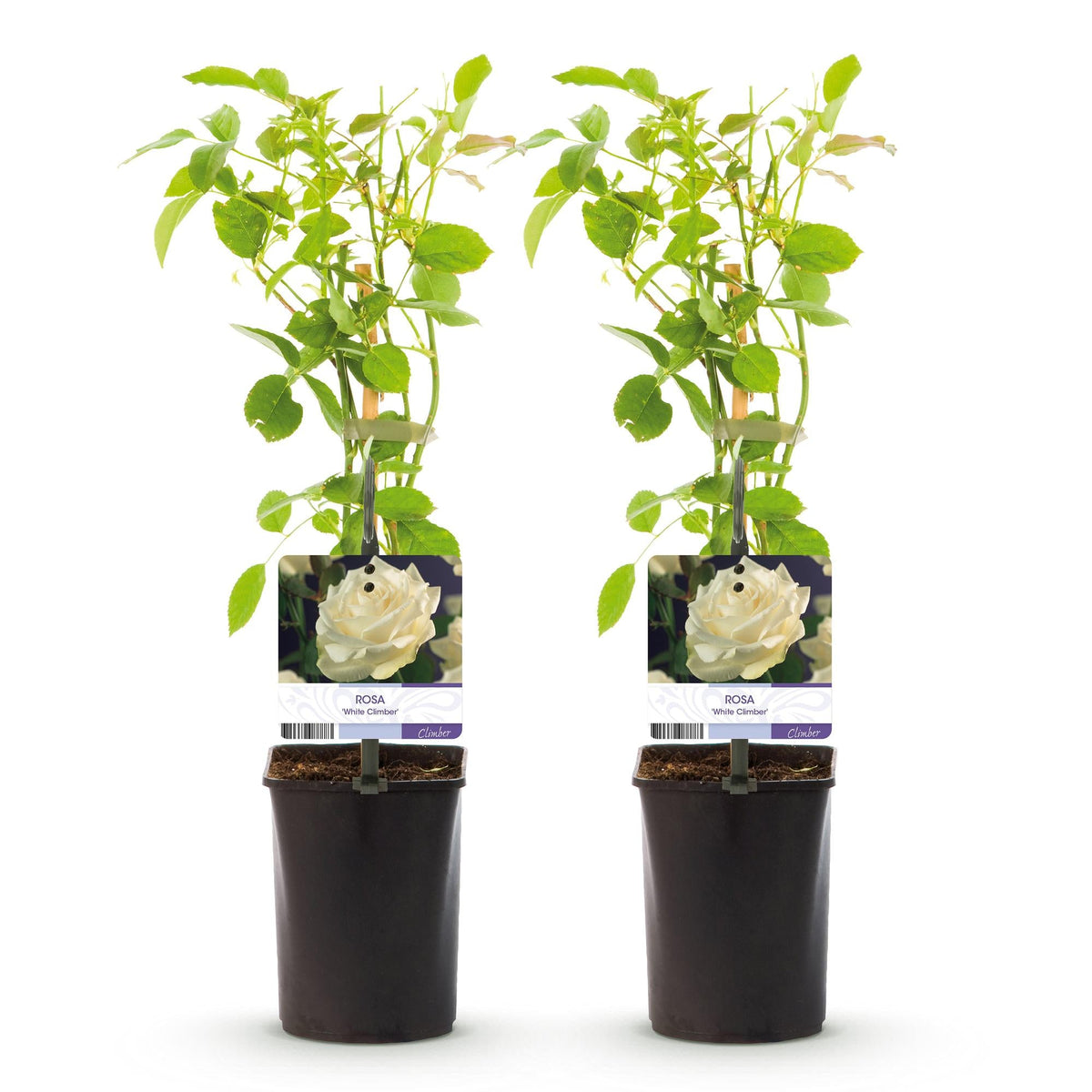 Kletterrose – Rosa White Climber – Blüte Weiß – 2 Pflanzen – Wenig Pflege – 11cm – Höhe ca. 40cm 