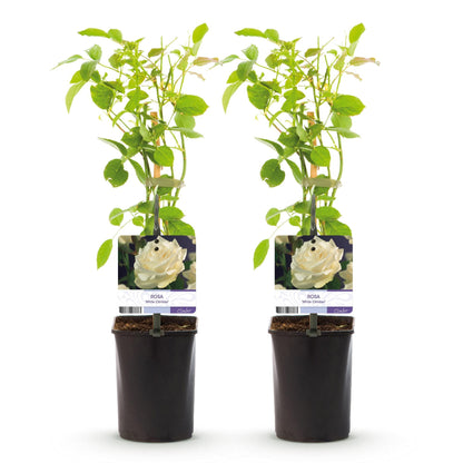 Kletterrose – Rosa White Climber – Blüte Weiß – 2 Pflanzen – Wenig Pflege – 11cm – Höhe ca. 40cm 