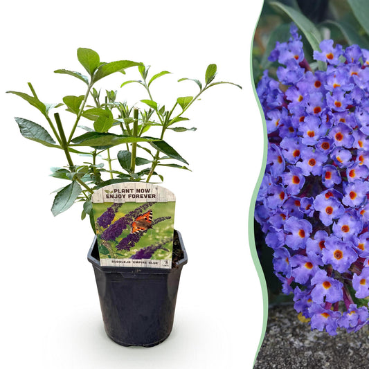 Schmetterlingsstrauch Buddleja davidii Empire Blue – Blau blühender, laubabwerfender Gartenstrauch – Schmetterlings- & bienenfreundlich – Pflegeleicht – 17 cm, Höhe 25 cm 