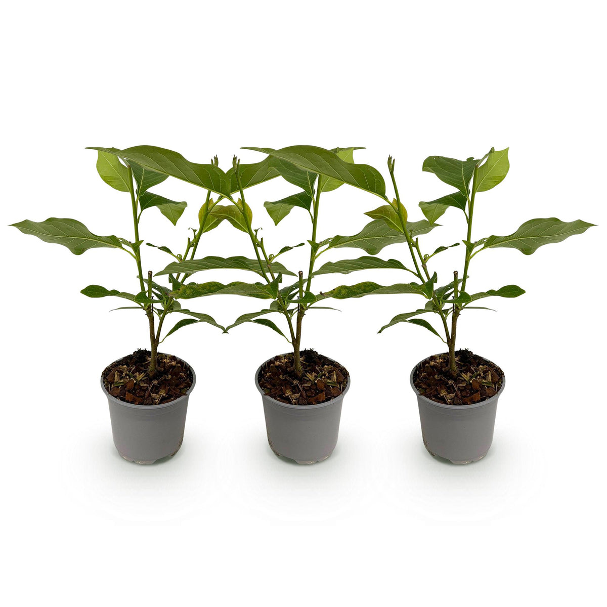 GreenboutiQ - Gartenpflanze - Magnolia Tricolour - Blüte Weiß-Rosa-Lila - 3 Pflanzen - Laubabwerfend - Wenig Pflege - Topf 12cm Höhe 30cm 