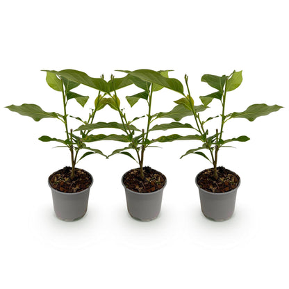 GreenboutiQ - Gartenpflanze - Magnolia Tricolour - Blüte Weiß-Rosa-Lila - 3 Pflanzen - Laubabwerfend - Wenig Pflege - Topf 12cm Höhe 30cm 
