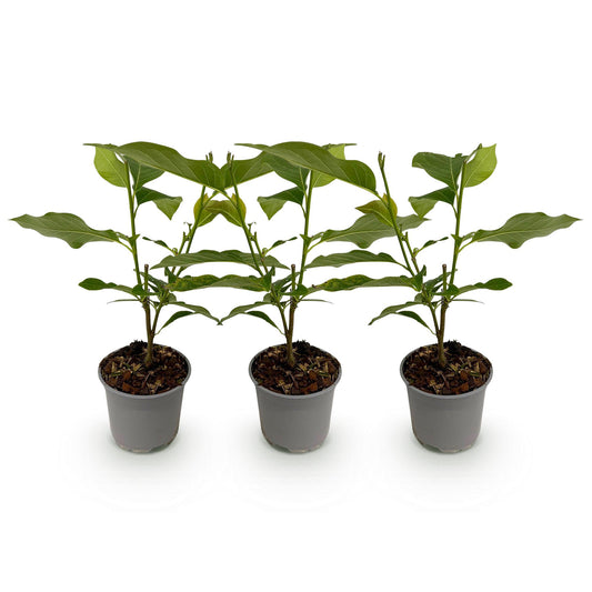 GreenboutiQ - Gartenpflanze - Magnolia Tricolour - Blüte Weiß-Rosa-Lila - 3 Pflanzen - Laubabwerfend - Wenig Pflege - Topf 12cm Höhe 30cm 