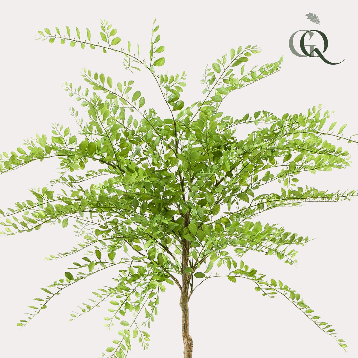 Kunstpflanze Sophora Baum – Honingbaum – 190 cm – Dekorativer Zimmerbaum – Pflegeleicht – Wohnzimmer, Büro & Flur 