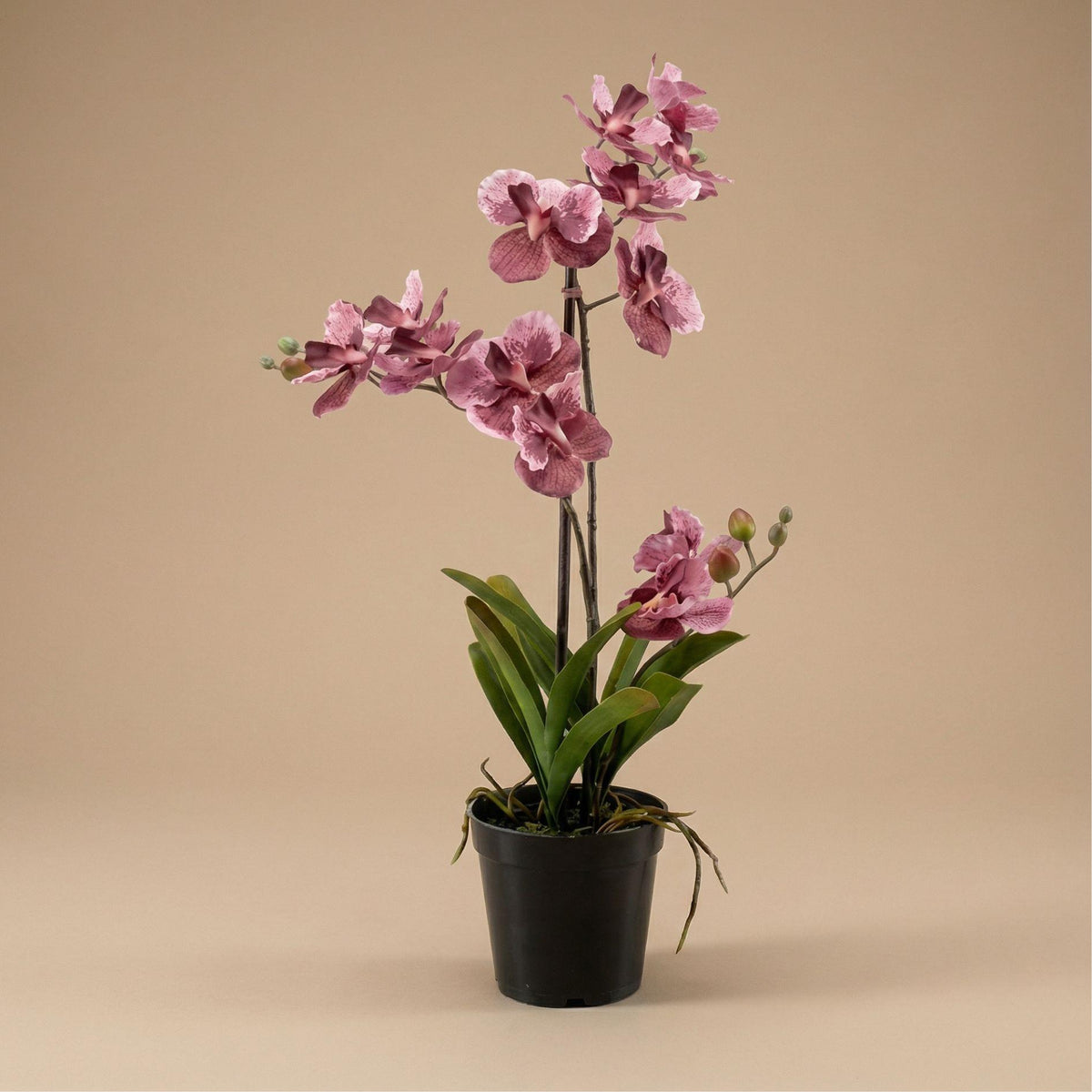 Orchidee Vanda Kunstpflanze – ca.60cm – Altrosa – Künstliche Orchidee im Topf – Pflegefreie Deko Pflanze für Wohnzimmer Büro & Empfangsbereich - Oasis of Life