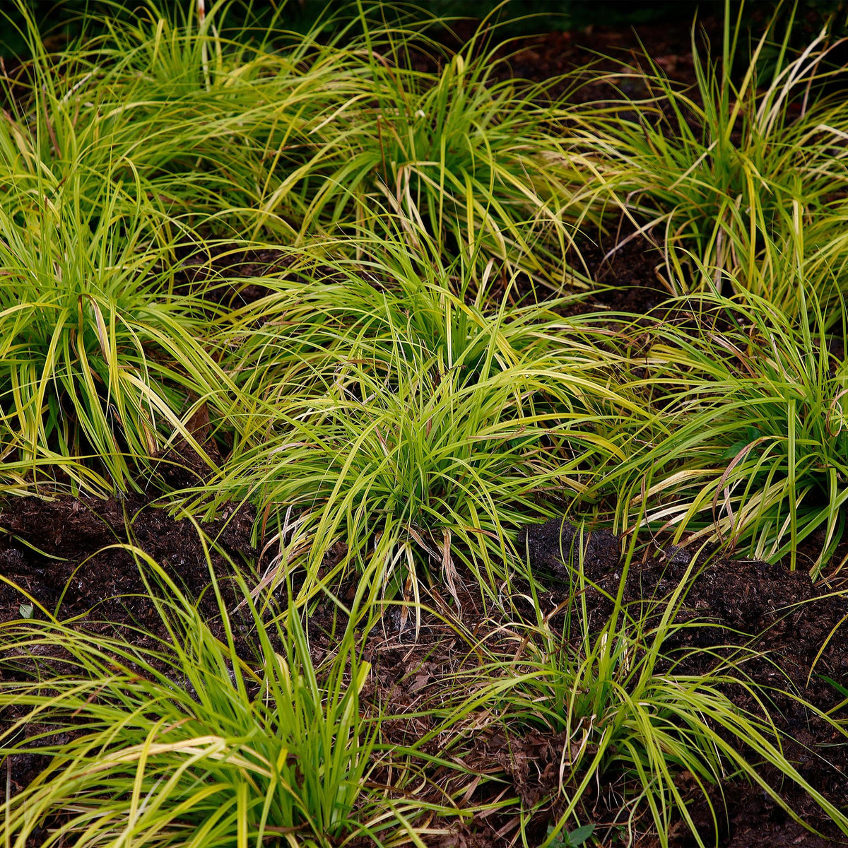 GreenboutiQ - Ziergräser - Carex oshimensis Everillo - Gelb - 1 Pflanze - Immergrün - Winterhart - Topf 17cm Höhe 50cm 