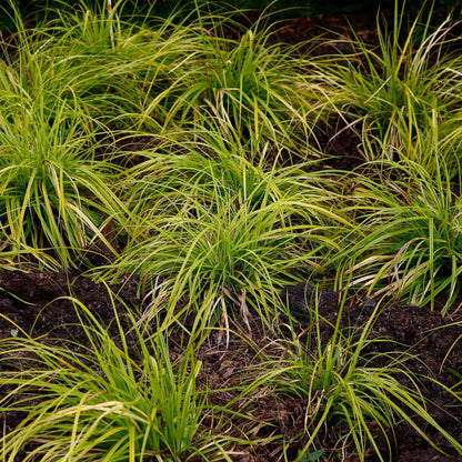 GreenboutiQ - Ziergräser - Carex oshimensis Everillo - Gelb - 1 Pflanze - Immergrün - Winterhart - Topf 17cm Höhe 50cm 