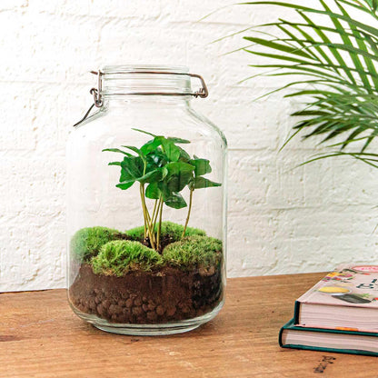 Flaschengarten Coffea Arabica – DIY Bausatz Terrarium – ↕28cm – Do-It-Yourself Pflanzen-Set – Autarkes Mini-Ökosystem mit Kaffeepflanze & Moos – Für Wohnung & Büro 