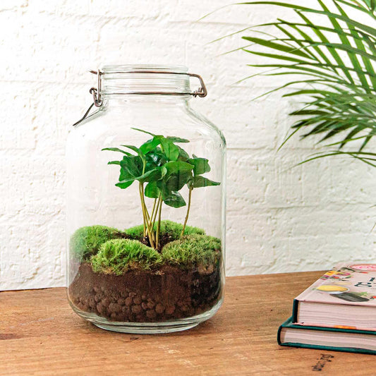 Flaschengarten Coffea Arabica – DIY Bausatz Terrarium – ↕28cm – Do-It-Yourself Pflanzen-Set – Autarkes Mini-Ökosystem mit Kaffeepflanze & Moos – Für Wohnung & Büro 