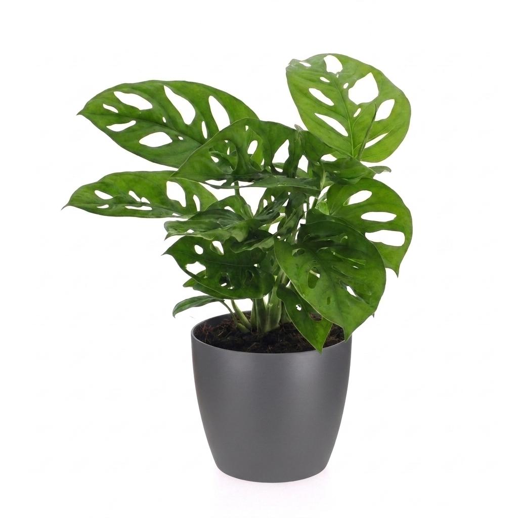 Fensterblatt 'Monkey Mask' – Monstera adansonii – Topf Ø12cm – Höhe 25cm – mit grauem Dekotopf – Ansicht 2