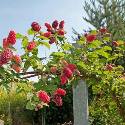 Tayberry - Rubus Tayberry - Obstpflanze - Kreuzung aus Himbeere und Brombeere - 2 Pflanzen - Topf 11cm Höhe 40cm 