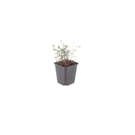 Thymus vulgaris Gartenthymian – 6 Pflanzen – Ø9cm – Höhe 10-25cm – Winterhartes Küchenkraut – Aromatisch – Bienenfreundlich für Beet, Kräutergarten & Balkon - Oasis of Life