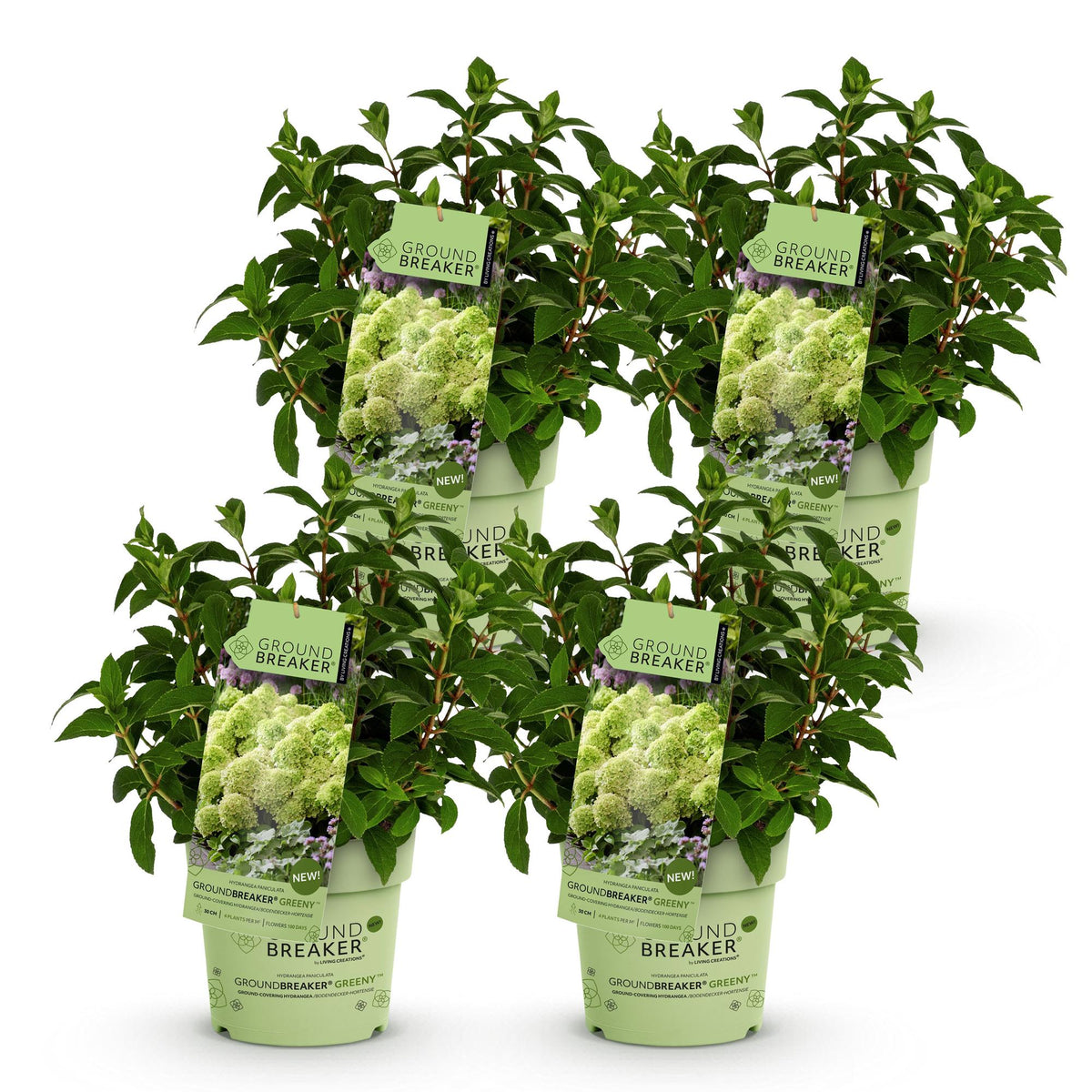 Rispenhortensie Hydrangea paniculata Groundbreaker Greeny 2er Set – frosthart cremeweiß bis grünlich – 14cm Höhe 20-25cm – la