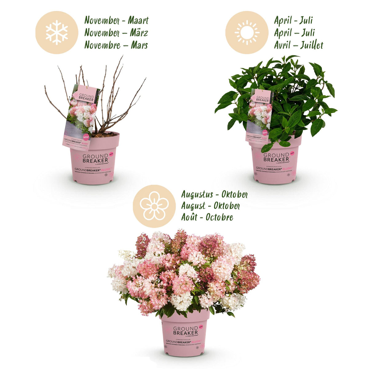 Green boutiQ - Gartenpflanze - Hydrangea panniculata Groundbreaker Blush -Greeny - Ruby - Rispenhortensie - Kompakt - Rosa-Grün-Rot - 3 Pflanzen - Topf 14cm - Höhe 20-25cm 