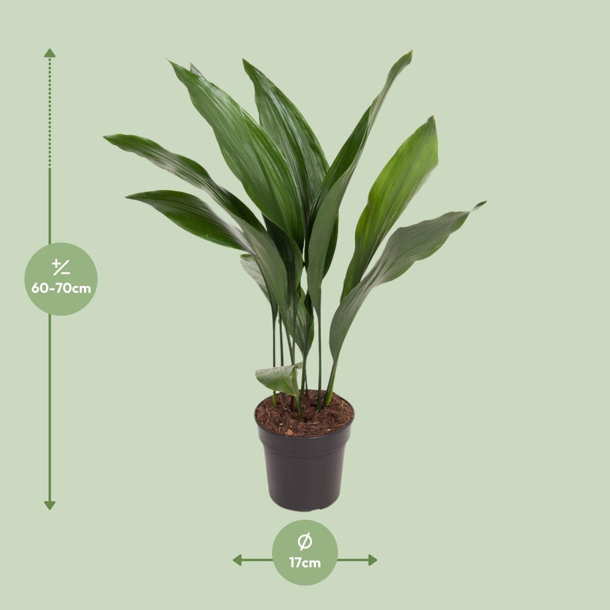 Aspidistra Elatior - Ø17cm - ↕70cm 