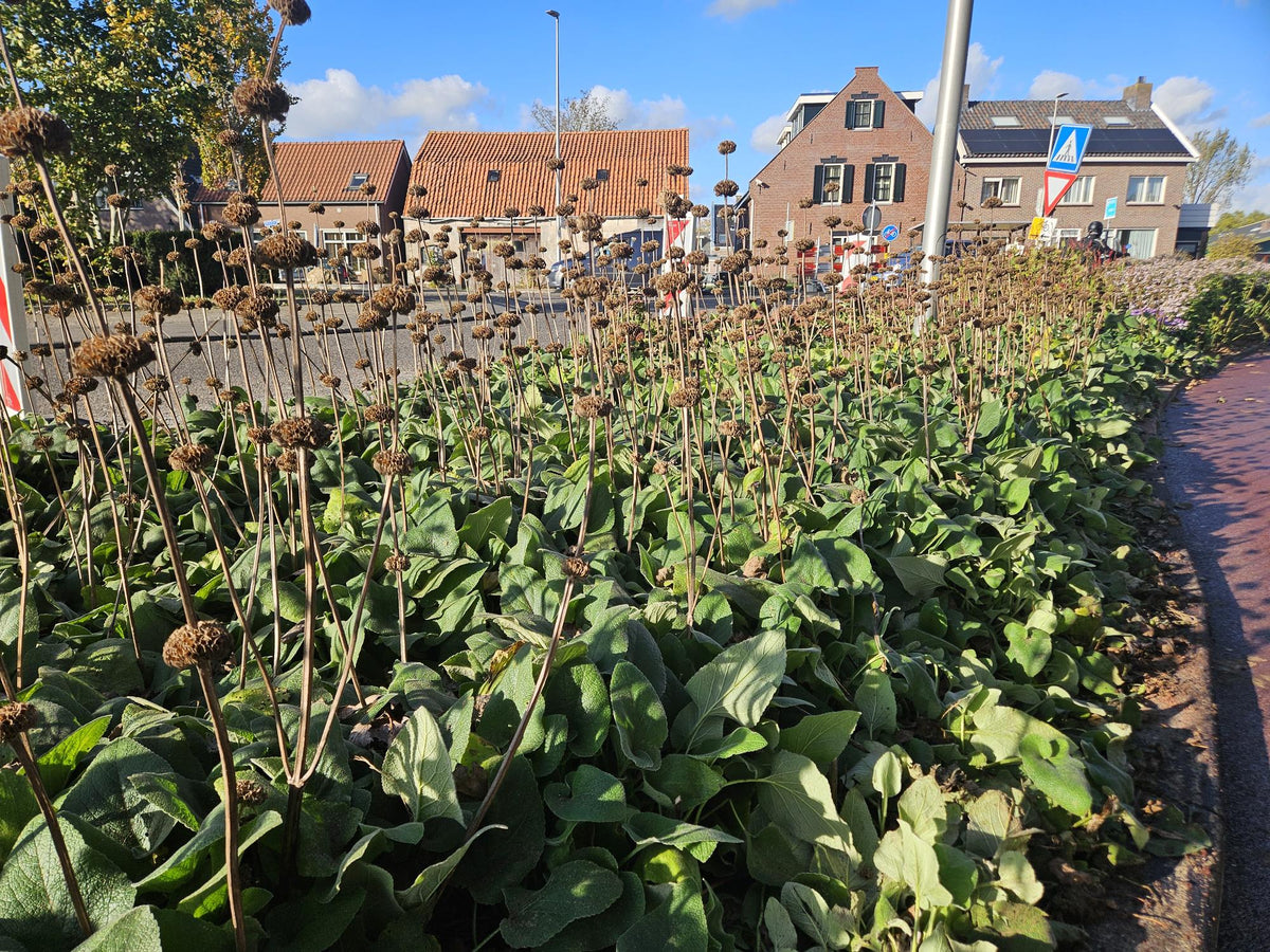 Russel Brandkraut Phlomis russeliana – ↕10-25cm – Ø9cm – Winterhart & Bienenfreundlich – Ansicht 31