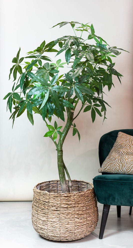 Kunstpflanze - Pachira Aquatica - Glückskastanie - 180 cm 