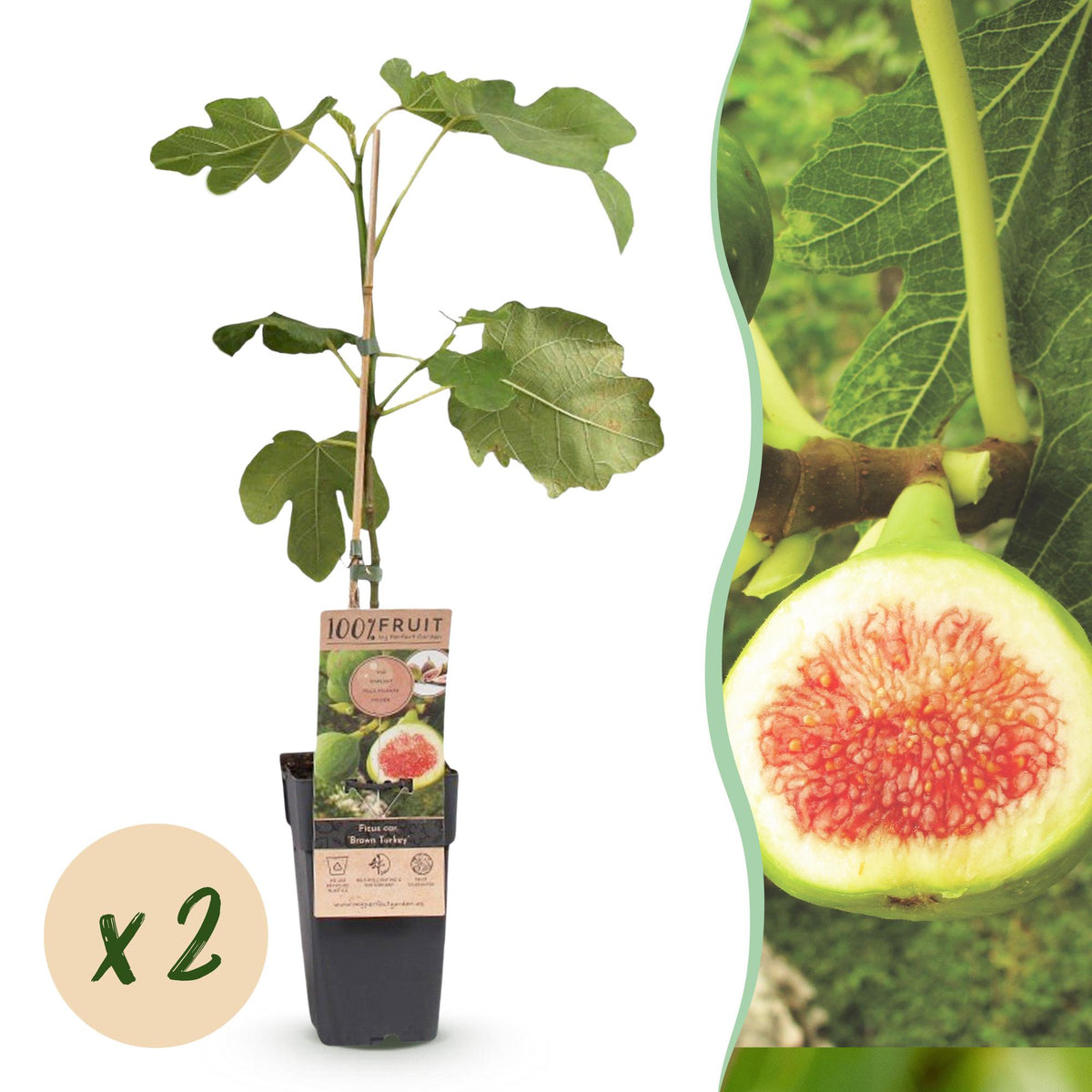 Green boutiQ - Fruit plant - Ficus carica Brown Turkey - Fig tree - Hardy - Green - Purple Fruit - 2 Plants - Pot 15cm - Height 50cm 