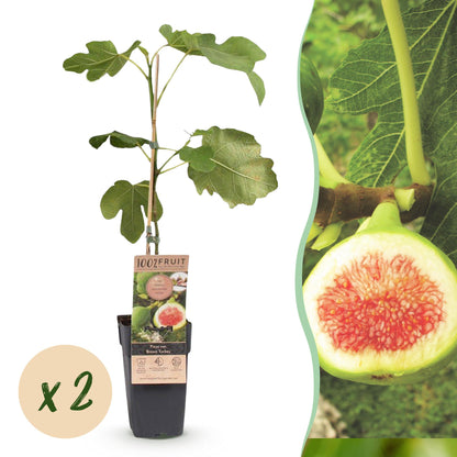 Green boutiQ - Fruit plant - Ficus carica Brown Turkey - Fig tree - Hardy - Green - Purple Fruit - 2 Plants - Pot 15cm - Height 50cm 