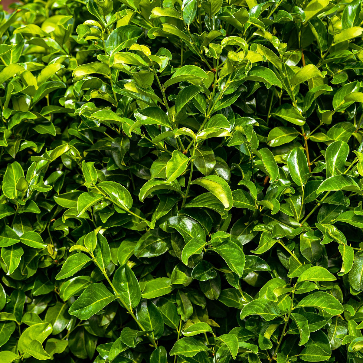 Kirschlorbeer Prunus laurocerasus Rotundifolia – Immergrüne Heckenpflanzen – 8 Pflanzen – 1 m – 9 cm Höhe 30–35 cm – Grün – Pflegeleicht 
