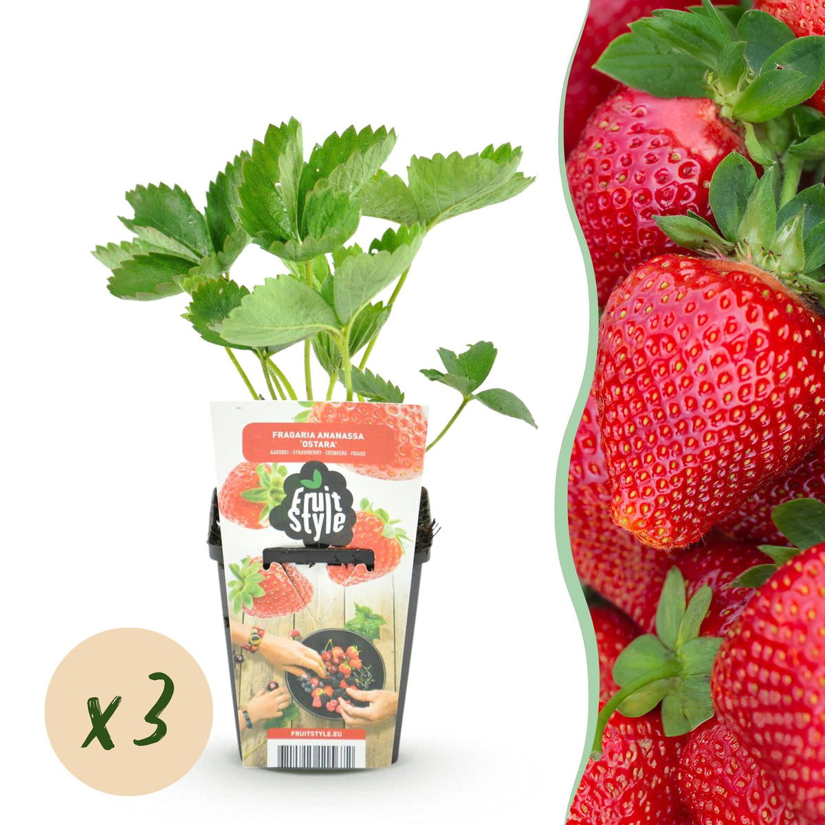 GreenboutiQ - Obstpflanzen - Erdbeere - Fragaria Maxim - Winterhart - 3 Pflanzen - Topf 9 cm - Rote Erdbeere 