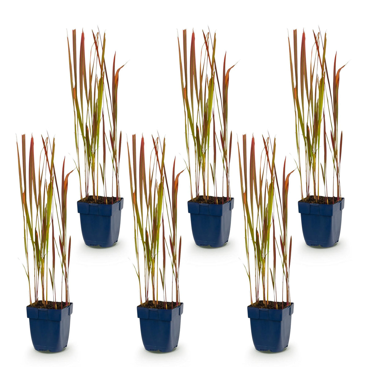 Blutgras 'Red Baron' – Imperata cylindrica 'Red Baron' – 6 Pflanzen – Topf Ø11cm – Staude für Garten & Balkon – Ansicht 2