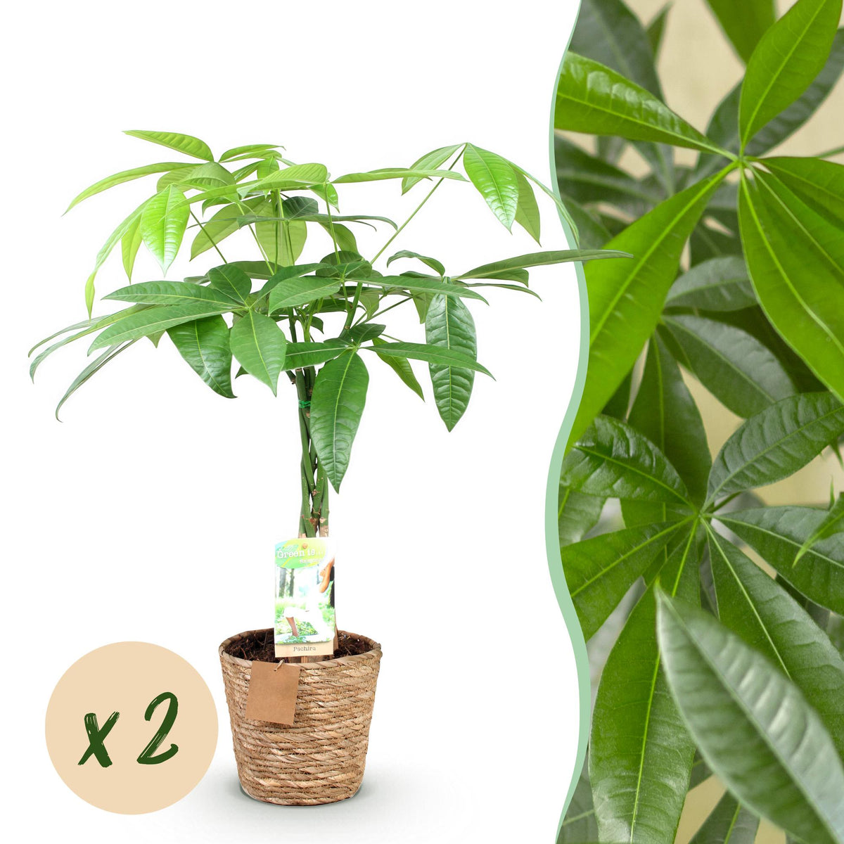 Pachira Aquatica Geflochtener Stamm – Glückskastanie – 2 Pflanzen im Korb – Höhe ca.60–70cm – Pflegeleichte Zimmerpflanze – Grün – Ideal für Wohnzimmer Büro 