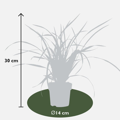 Carex morrowii Irish Green - Ø19cm - ↕40cm - Ø14 - ↨30cm 