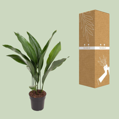 Aspidistra Elatior - Ø17cm - ↕70cm 