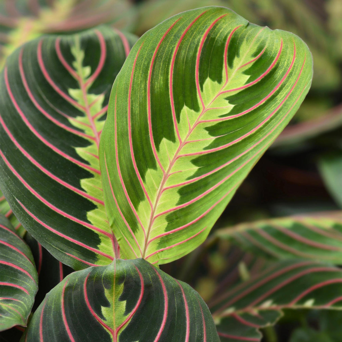 Maranta Fascinator Tricolour Gebetspflanze Pfeilwurz – Grün mit roten Adern – im Set – Topf 12cm – Ansicht 11