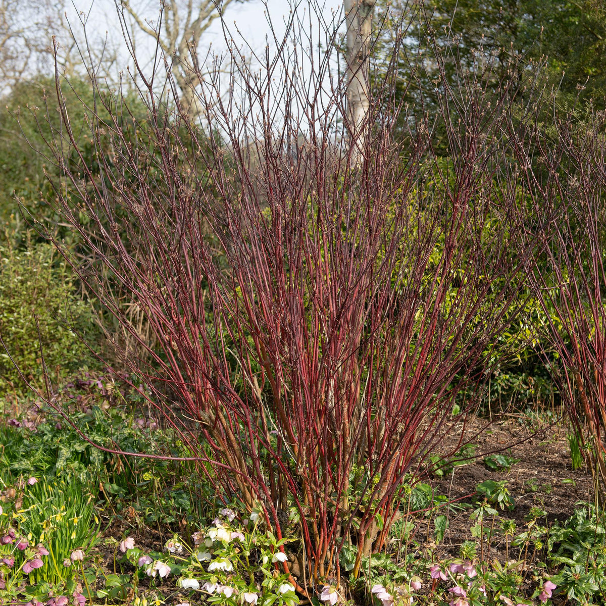 Cornus alba 'Kesselringii' – Schwarzholz-Hartriegel – Zierstrauch 17cm – ca. 45cm hoch – Pflegeleicht & winterhart – Für Hecke & Beet 