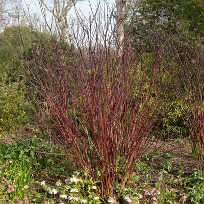 Cornus alba 'Kesselringii' – Schwarzholz-Hartriegel – Zierstrauch 17cm – ca. 45cm hoch – Pflegeleicht & winterhart – Für Hecke & Beet 