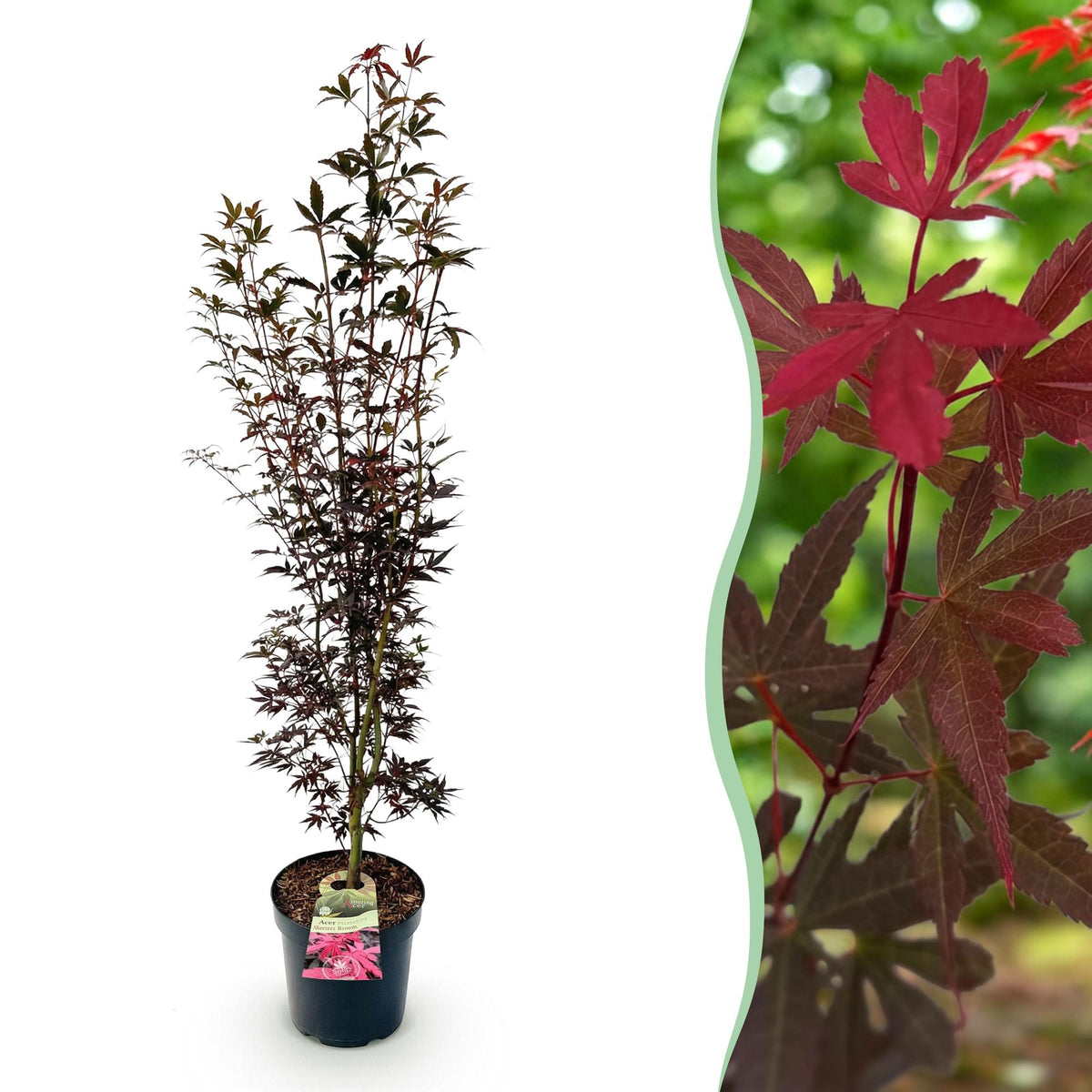 Green boutiQ - Gartenpflanze - Acer palmatum Skeeters Broom - Japanischer Ahorn - Laubabwerfend - Rot - 1 - Topf 26cm - Höhe 90cm 