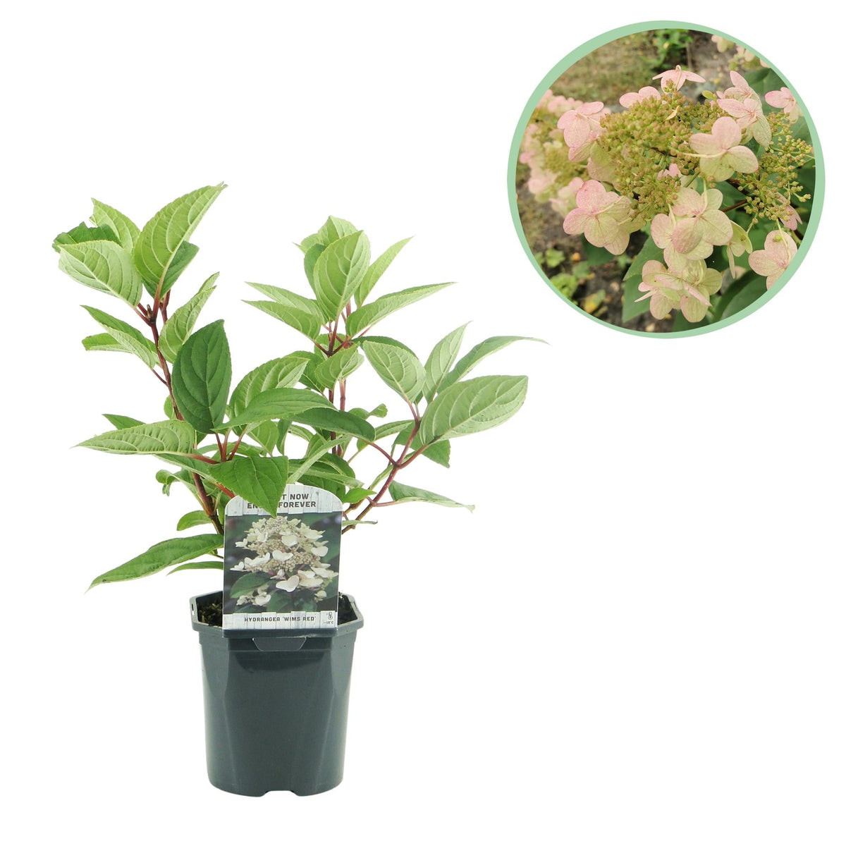 Rispenhortensie – Hydrangea panniculata Wims Red – Blüte Weiß-Rot – Laubabwerfend – Große Blüten – 17cm – Höhe ca. 50cm 