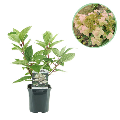 Rispenhortensie – Hydrangea panniculata Wims Red – Blüte Weiß-Rot – Laubabwerfend – Große Blüten – 17cm – Höhe ca. 50cm 