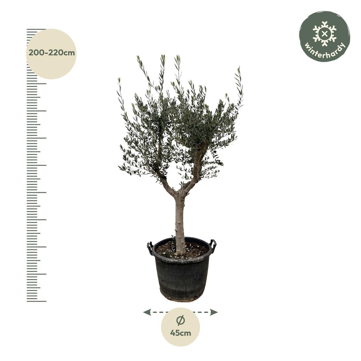 Olivenbaum – Olea europaea ‘Cultivo’ – ca. 220 cm hoch – Ø40 cm – mediterraner Großbaum – für Garten, Terrasse & Wintergarten 
