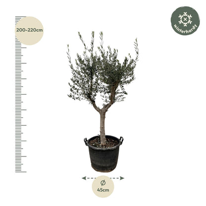 Olivenbaum – Olea europaea ‘Cultivo’ – ca. 220 cm hoch – Ø40 cm – mediterraner Großbaum – für Garten, Terrasse & Wintergarten 