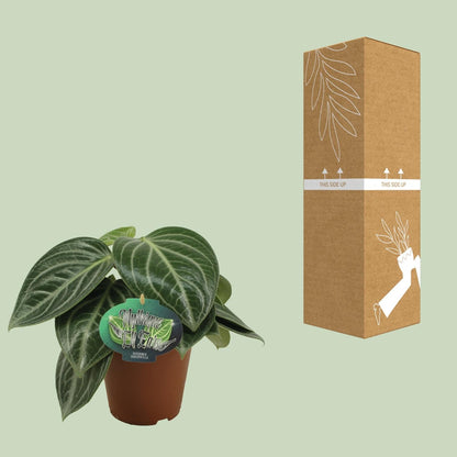 Zwergpfeffer Peperomia Sarcophylla – Zimmerpflanze – Einzigartige Blattmuster – Ø15 cm – Höhe 25 cm – Pflegeleicht 