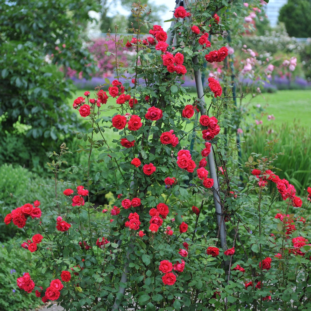 Kletterrose - Rosa Paul Scarlet Climber - Blüte Rot - Wenig Pflege - 2 Pflanzen - Topf 11cm Höhe 40cm 