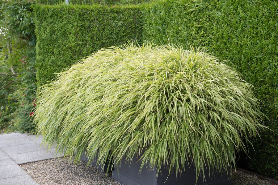 Japan-Zwergschilf Hakonechloa macra – ↕10-25cm – Ø9cm – 6 Pflanzen – Elegantes, winterhartes Ziergras für schattige Gärten – Bodendecker & Gartendekoration 