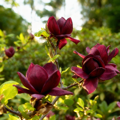 GreenboutiQ - Gartenpflanze - Magnolia Genie - Blüte Lila - 1 Pflanze - Laubabwerfend - Wenig Pflege - Topf 12cm Höhe 30cm 