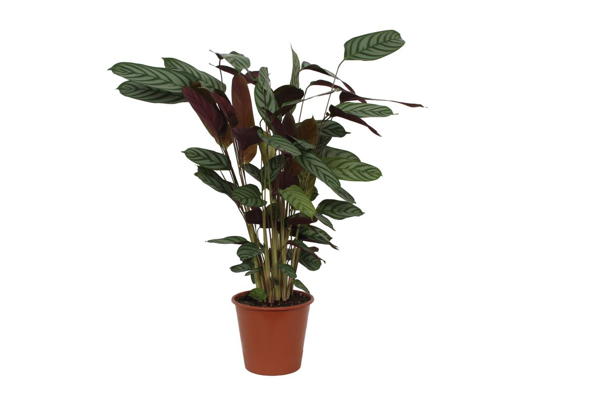 Korbmarante Calathea Compactstar – Zimmerpflanze 90cm hoch – Ø21cm – Tropische Blattschmuckpflanze mit dekorativem Muster – Pflegeleicht & luftreinigend 