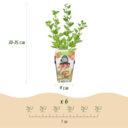 Rote Stachelbeere Ribes uva-crispa Hinnonmaki winterhart 3 Pflanzen Ø9cm Höhe30cm – Süß-saure rote Beeren für Garten Beet Balkon & Terrasse 