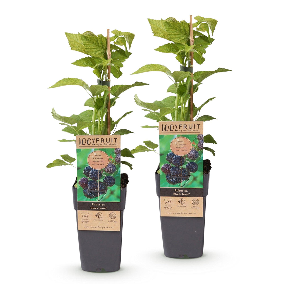 Green boutiQ - Fruit Plant - Rubus occ. Black Jewel - Blackberry Plant - Hardy - Black Raspberry - 2 Plants - Pot 15cm - Height 50cm 