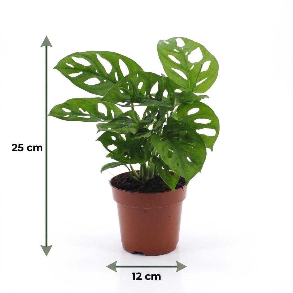 Fensterblatt 'Monkey Mask' – Monstera adansonii – Topf Ø12cm – Höhe 25cm – mit weißem Dekotopf – Ansicht 5