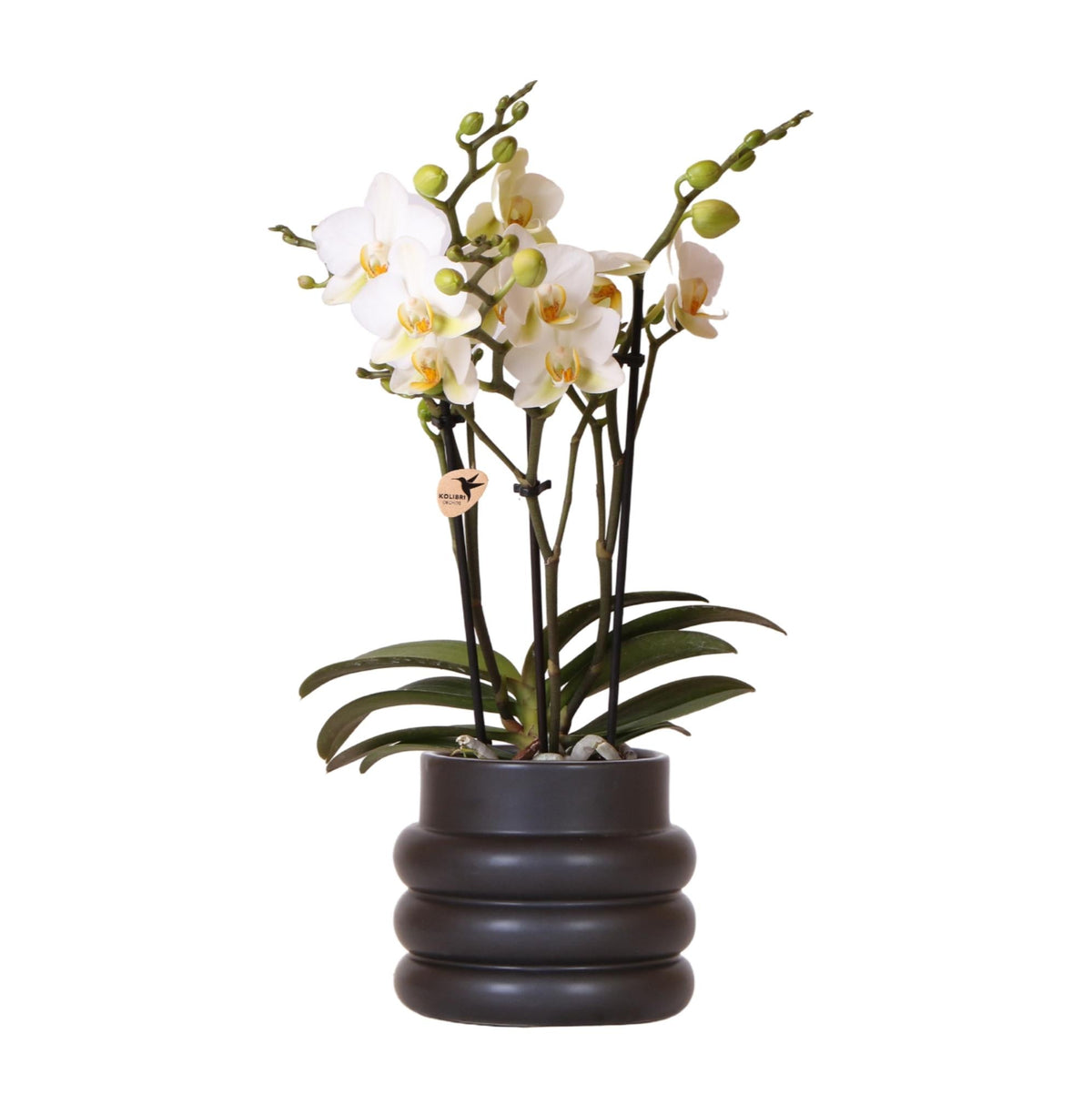 Weiße Phalaenopsis-Orchidee 'Lausanne' – Zimmerpflanze mit 2–3 Blütenstielen – Ø9cm – inkl. schwarzer Bubble-Keramiktopf – Edle Orchidee für Wohnzimmer, Büro & Geschenke 