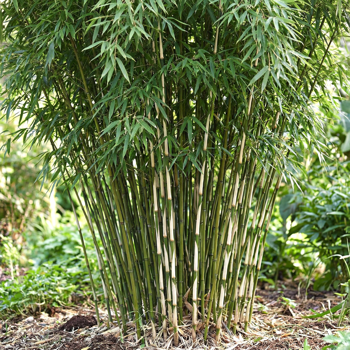 Green boutiQ - Gräser - Fargesia robusta Pingwu - Bambus - Nicht Wuchernd - Grün - 1 Pflanze - Topf 23 cm - Höhe 80 cm 