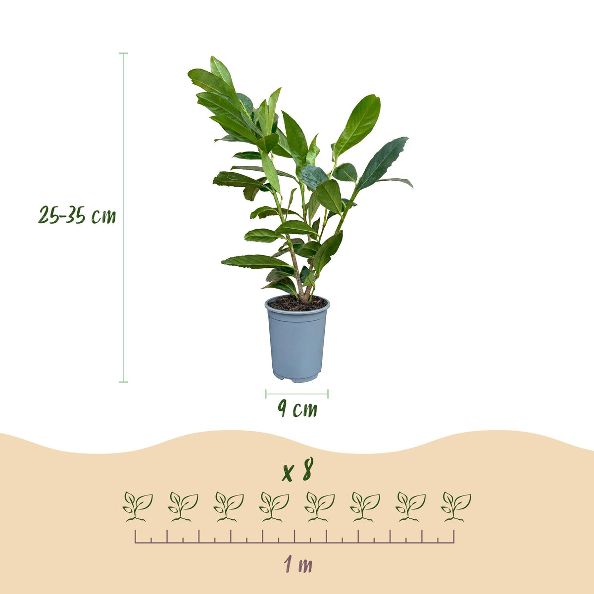 Kirschlorbeer 'Caucasica' – Prunus laurocerasus 'Caucasica' – 16 Heckenpflanzen – Topf Ø9cm – Höhe 25-35cm – Ansicht 4