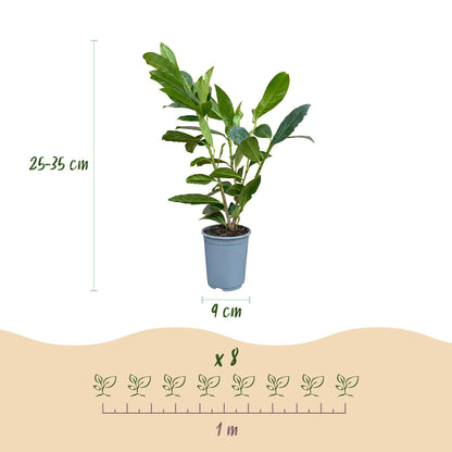 Kirschlorbeer 'Caucasica' – Prunus laurocerasus 'Caucasica' – 16 Heckenpflanzen – Topf Ø9cm – Höhe 25-35cm – Ansicht 4